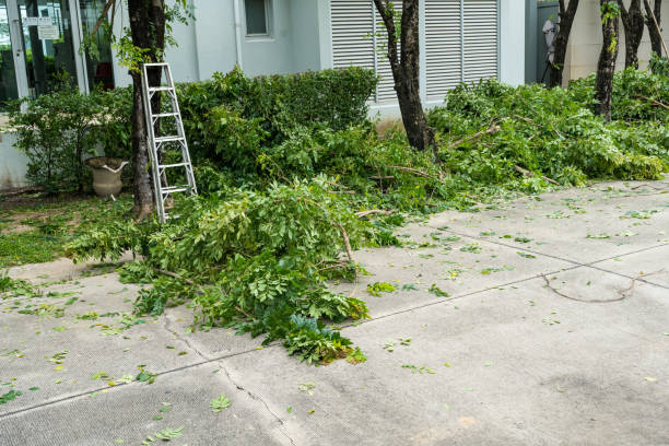 The Steps Involved in Our Tree Care Process in Elkton, KY